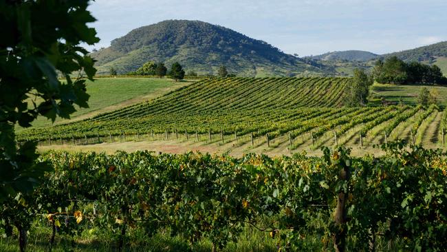 A vineyard on the approach to Mudgee. The Centra-West Orana REZ covers approximately 20,000sq km and takes in cities and towns including Dubbo, Dunedoo and Mudgee. Picture: Max Mason-Hubers