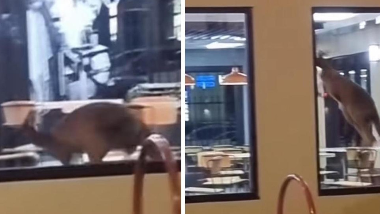 ‘Only in Straya’: Wild guest hops into KFC