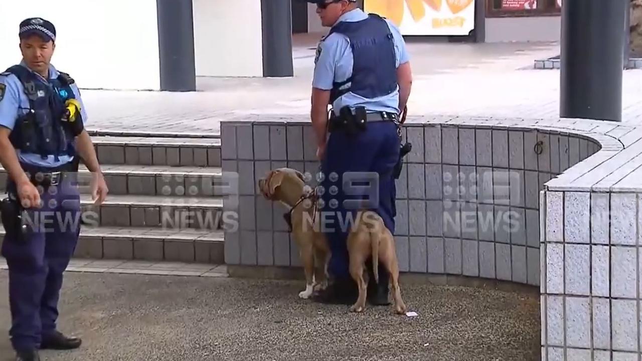 The woman was reportedly trying to save her own dog when the staffy turned on her. Picture: 9 News