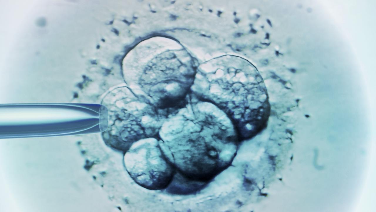 Scientists Use Stem Cells To Grow Whole Model Of Human Embryo, Without ...