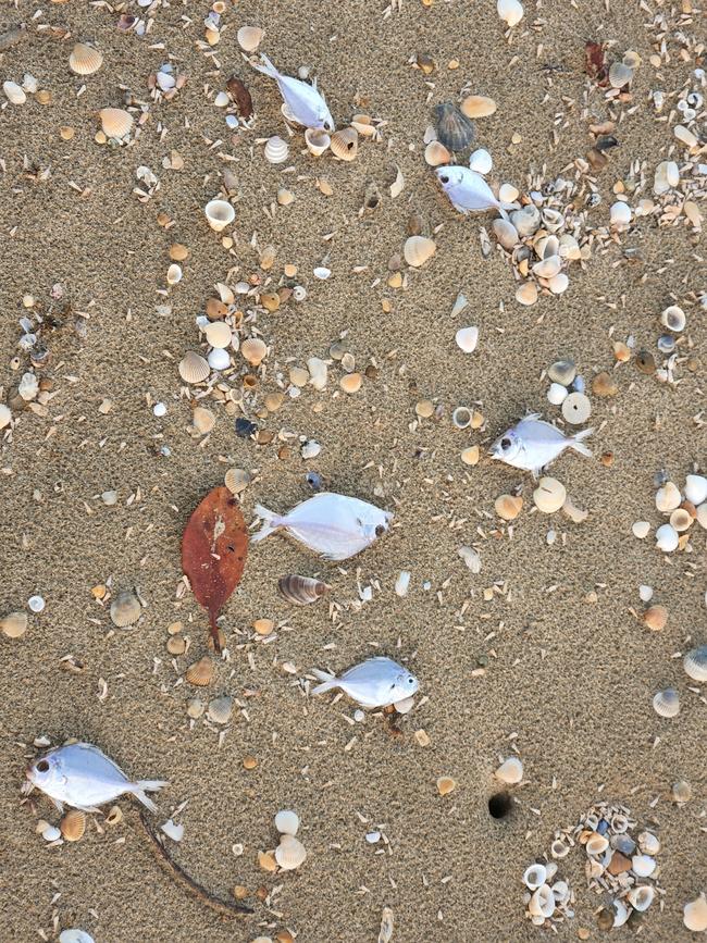 Dead fish washed up on Kemp Beach on May 29, 2024. Photos Darryn Nufer.