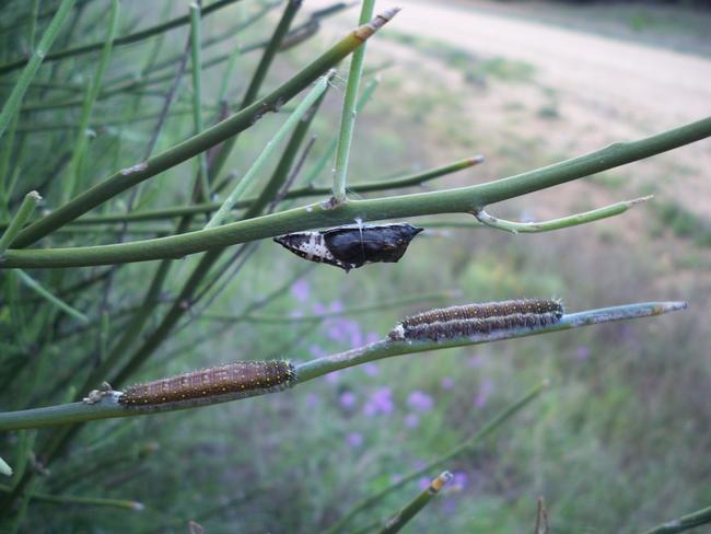 The Caper White larvae and a pupa. Picture: Ross Kendall.