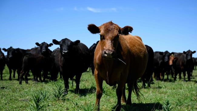 The Kimberley Cattle Portfolio sold for more than expected. Picture: Luis Robayo/AFP