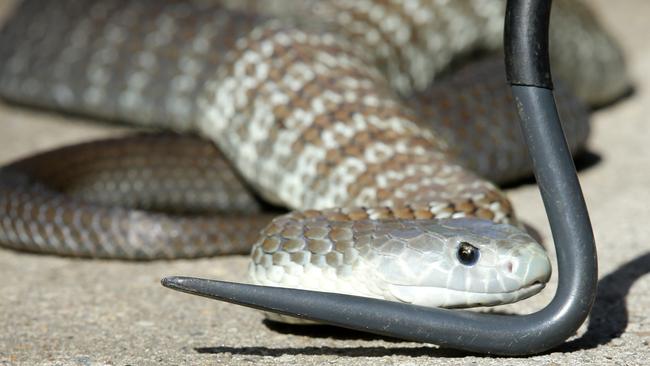 Venomous bites resulted in 42,000 hospitalisations and 64 fatalities since 2000. Picture Norm Oorloff