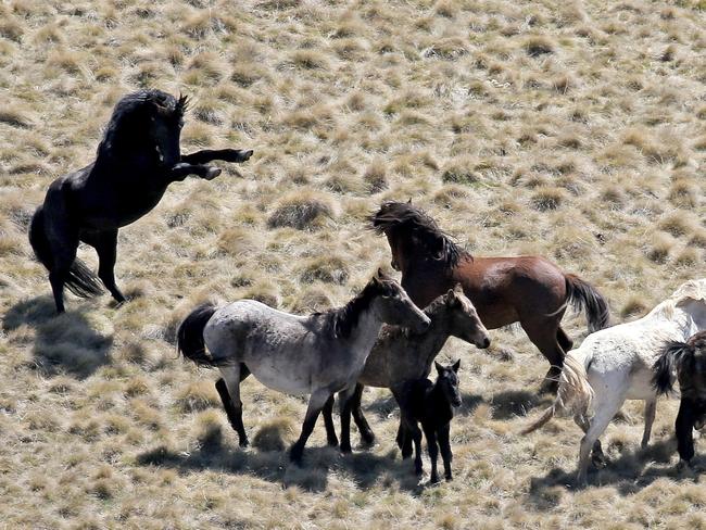 Sunday Telegraph ONLY; Snowy Mountains National Park Brumbies , wild horses. Pic Stephen Cooper