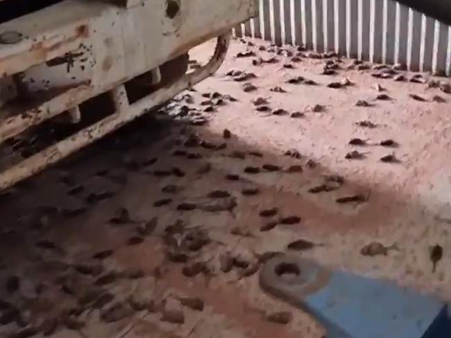 Condamine grain farmer woke up to find four wheelbarrows-full of dead mice after he baited near a grain shed on Friday.