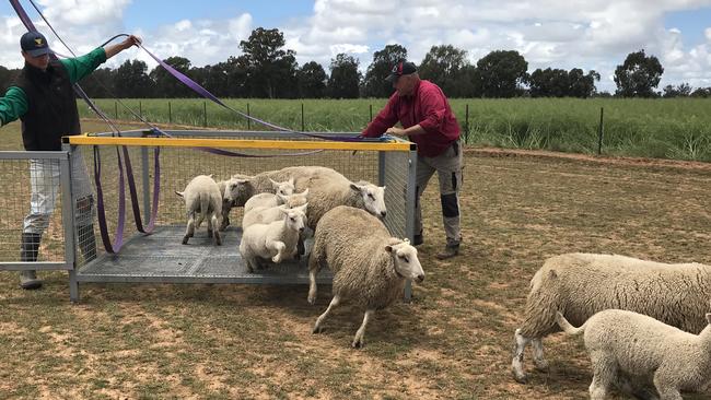 Rescued sheep have just been flown from floodwaters in Forbes. Picture: Supplied