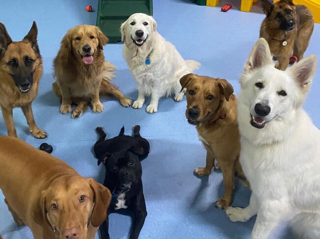 Doggy daycare fun at the Doggie Adventure Play House in Buderim on the Sunshine Coast. Picture: instagram.com/doggieadventureplayhouse