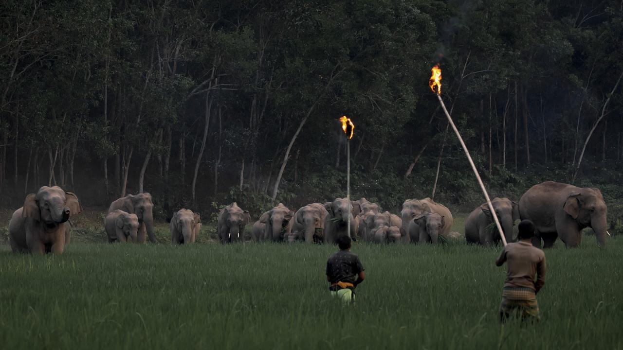 A clash between elephants and humans occurs in a paddy field at Sherpur, near the Bangladesh-India border. As settlements encroach upon forests and hills, the elephants are forced to search for food elsewhere. Over the past five years, more than 50 wild elephants have died due to these confrontations. Picture: K M Asad/Pink Lady® Food Photographer of the Year