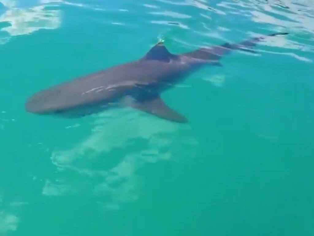 A tiger sharks off the coast of Fraser Island. Picture: Supplied