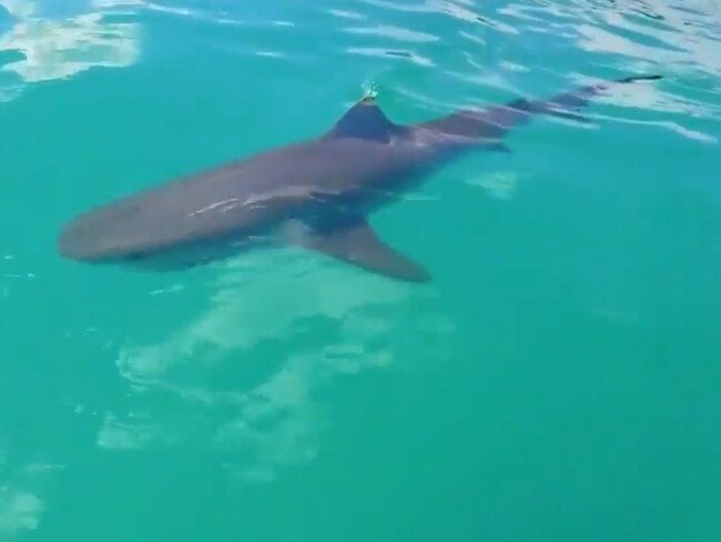 A tiger sharks off the coast of Fraser Island. Picture: Supplied