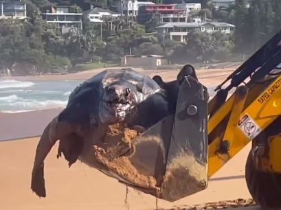 The huge turtle washed up on Whale Beach on Sunday. Picture: Lauren Ling