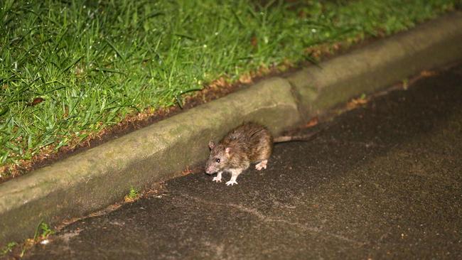 One of the many rats roaming the streets of Sydney.