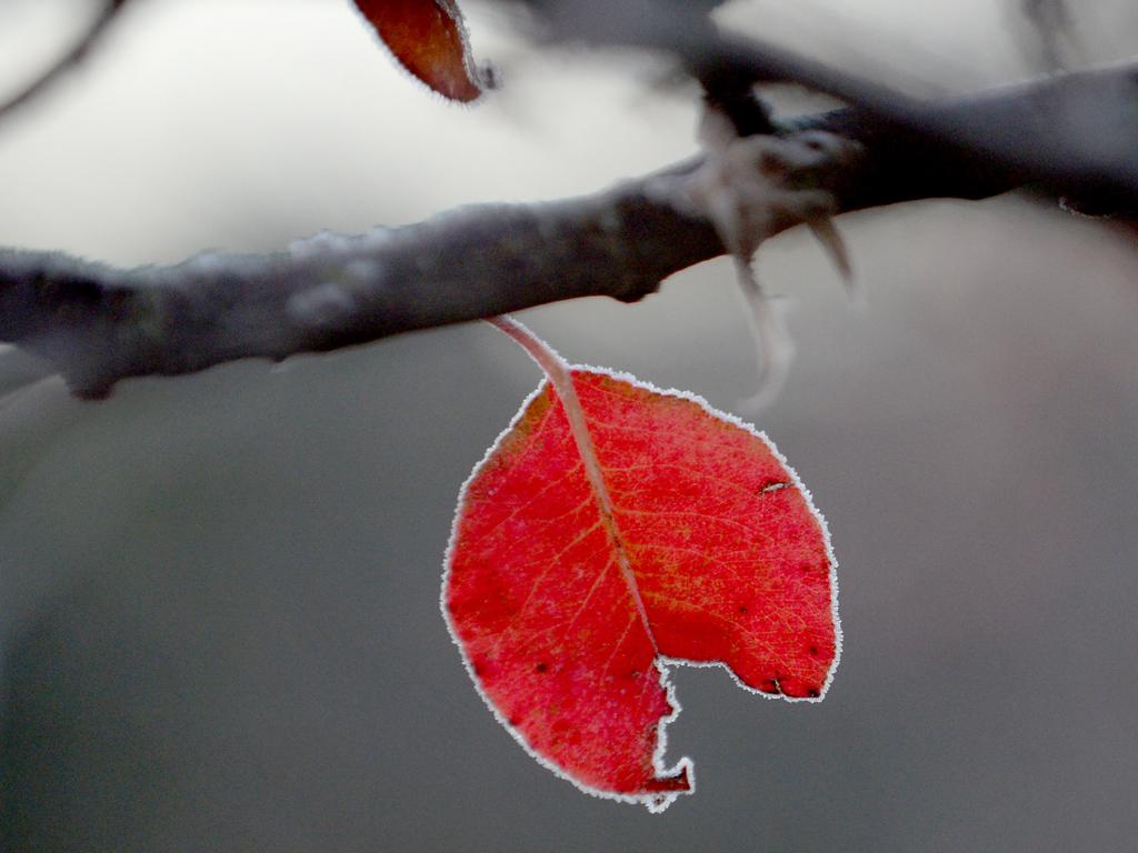 Frost outlines a remaining leaf on a tree at Meadows, Picture: Sam Wundke