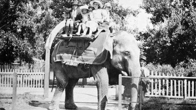 Queenie the elephant gave rides to more than 1.6 million children during her career.