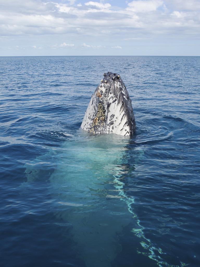 Hervey Bay is the whale watching capital of the world.