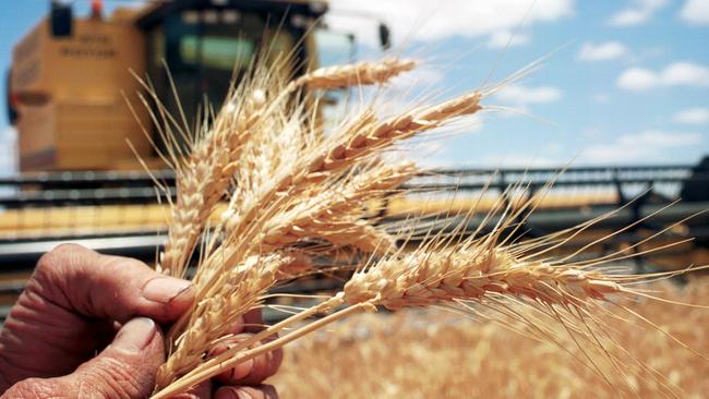 Duxton fFarms’ winter wheat harvest will be well-down on the previous year.