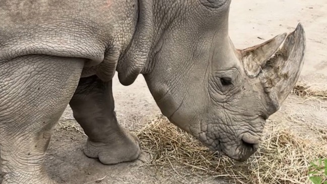 Toronto Zoo’s White Rhino Sabi Is Pregnant!