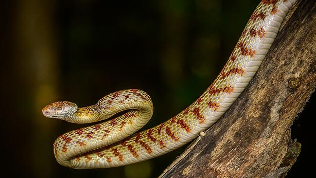 An adult Brown Tree Snake. Picture: Yvonne Hill.