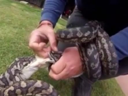 Carpet pythons go head-to-head over rat