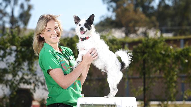 RSPCA Queensland overseas animal adoptions rare | The Courier Mail