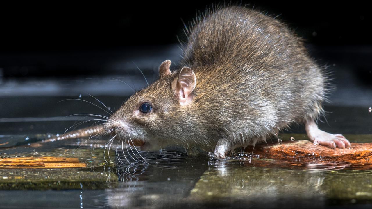 Rat control Campbelltown