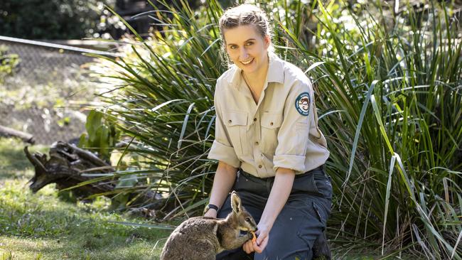 All in a day’s work: Molly Widdicombe, a part-time wildlife carer with David Fleay Wildlife Park, with "Flash" a bridled-tail wallaby. Picture: Mark Cranitch.