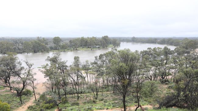 A flooded River Murray at Waikerie earlier this week. Picture Dean Martin