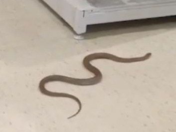 A brown snake reportedly snuck under the door of Noarlunga Officeworks on friday 21 October, 2022. picture NINE News