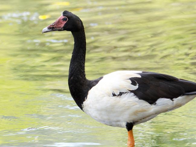 Magpie Goose Photo: iStock