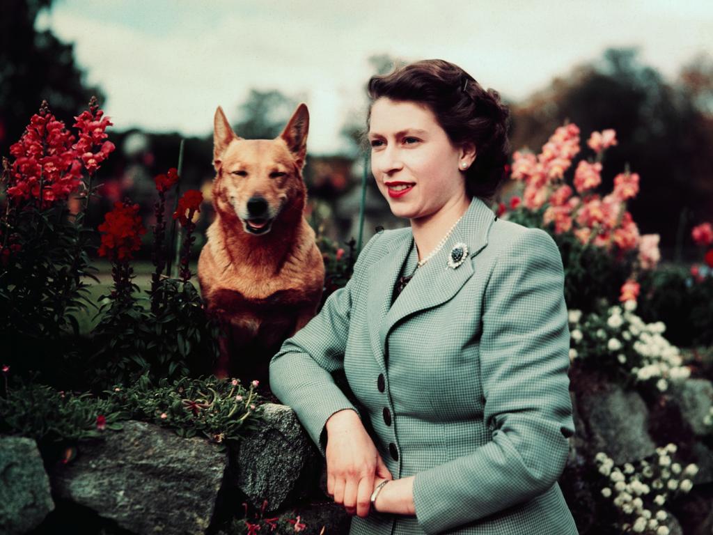 Queen Elizabeth II of England at Balmoral Castle with one of her corgis in 1952. Picture: Getty Images