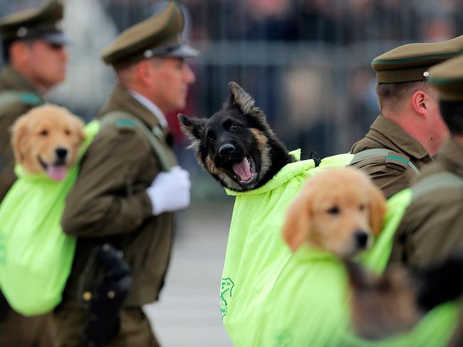 Proud puppies in the Chilean police K9 Unit take part in the annual military parade as part of the Independence Day holidays. Picture: Javier Torres/AFP