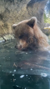 Bear devours ducklings during kid's birthday party at Seattle Zoo