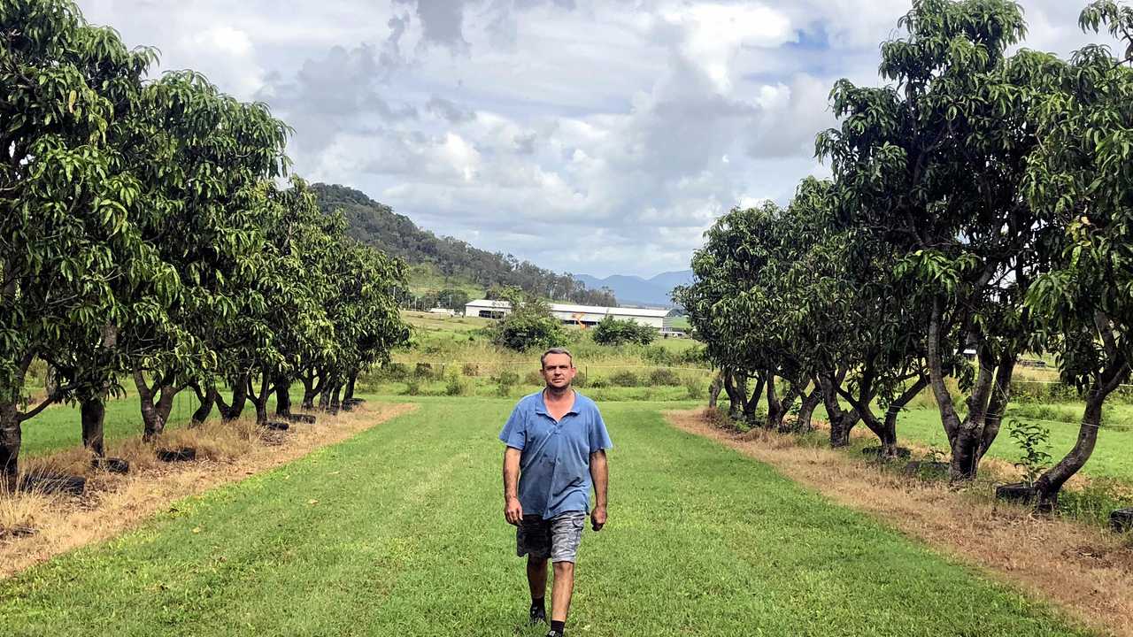 BORROWED TIME: Alwyn Plessis on his mango farm neighbouring the equine estate. He produces aroun 40 -60 tonnes of mangoes for the Brisbane markets. Picture: Troy Kippen