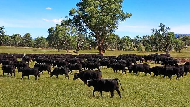 The Lucella farm has the capacity to carry 350 cows and calves.