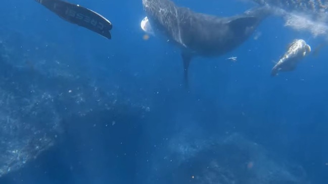 West Australian woman Jasmine Warneford filmed herself being dragged underwater by a tiger shark. Picture: Facebook