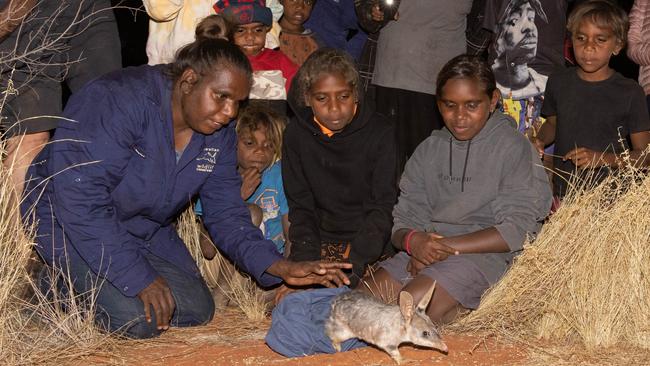 Bilbies being reintroduced to Newhaven Wildlife Sanctuary. Picture: Brad Leue