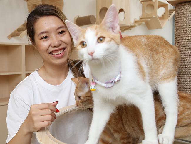 Maggie Jin is opening the Yumiao Cat Cafe in Waterloo. Where people can bring their cats or just have a coffee. Picture: David Swift