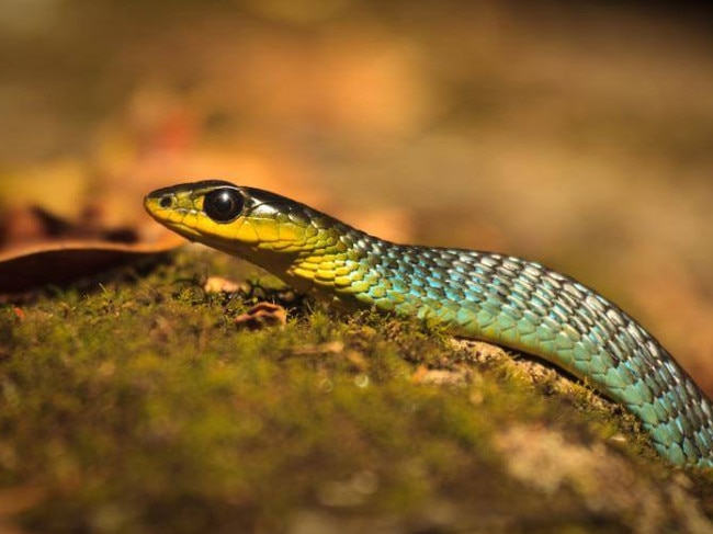 A female toddler has been taken to hospital after being bitten by a snake near Gladstone.