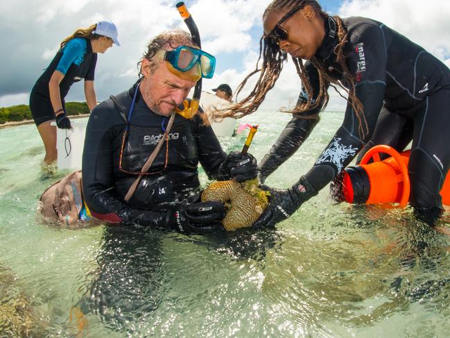 Larval Reseeding Parent Colonies Ocean Peter Harrison, 2016. Supplied by Great Barrier Reef Foundation. Photographer Gary Cranitch Queensland Museum