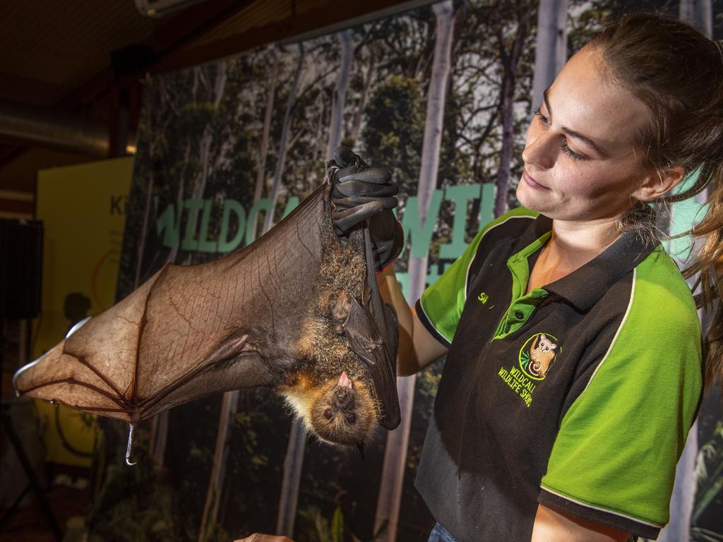 Wildlife presenter Samantha Whitehead with Luke the grey-headed flying fox. Cobb+Co Museum Easter school holiday program Wildlife Rangers with Wildcall Wildlife Shows. Monday, April 4, 2022. Picture: Nev Madsen.