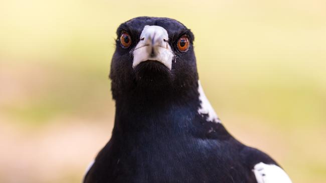 Magpies pose a danger to pedestrians and cyclists. Picture: The Advertiser