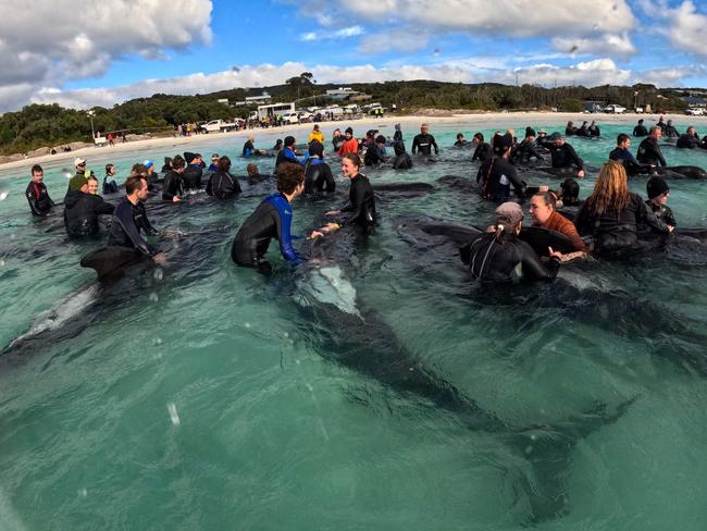 A handout photograph taken and released on July 26, 2023 by the Western Australia Department of Biodiversity, Conservation and Attractions, shows volunteers helping pilot whales, with more than 50 whales dying after stranding themselves on Cheynes Beach in Western Australia. Authorities said they were "optimistic" that the other 45 whales in the pod could survive. (Photo by WESTERN AUSTRALIA DEPARTMENT OF BIODIVERSITY, CONSERVATIONA AND ATTRACTION / AFP) / ----EDITORS NOTE ----RESTRICTED TO EDITORIAL USE MANDATORY CREDIT " AFP PHOTO / WESTERN AUSTRALIA DEPARTMENT OF BIODIVERSITY, CONSERVATIONA AND ATTRACTIONS NO MARKETING NO ADVERTISING CAMPAIGNS - DISTRIBUTED AS A SERVICE TO CLIENTS