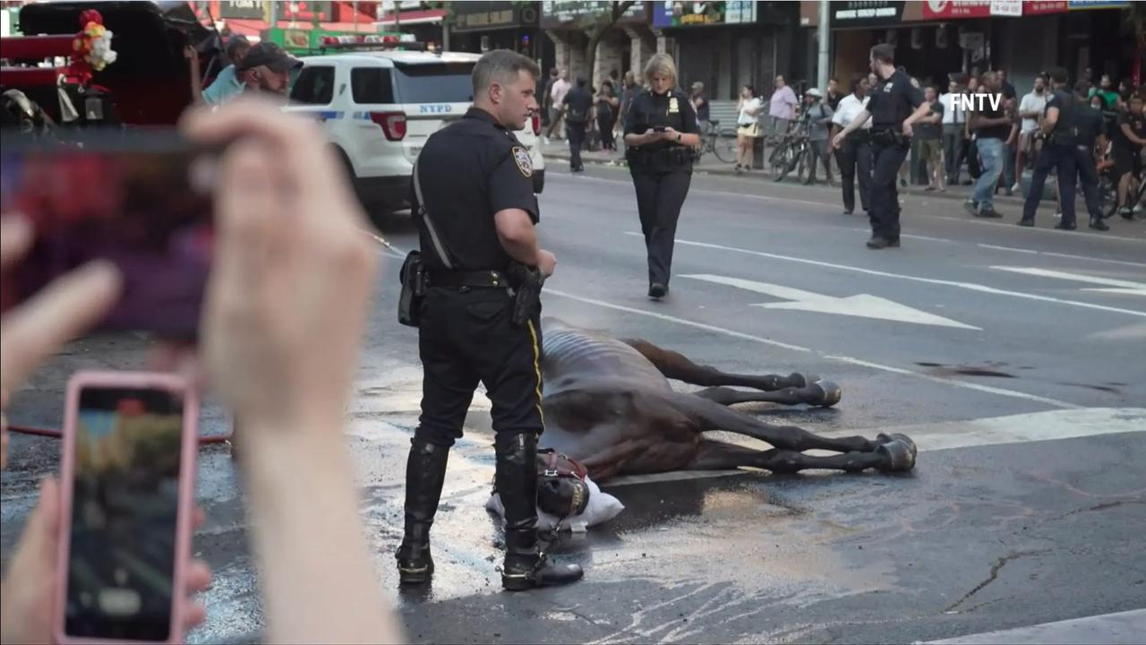 The NYPD’s mounted unit arrived to revive and hydrate the horse. Picture: Supplied