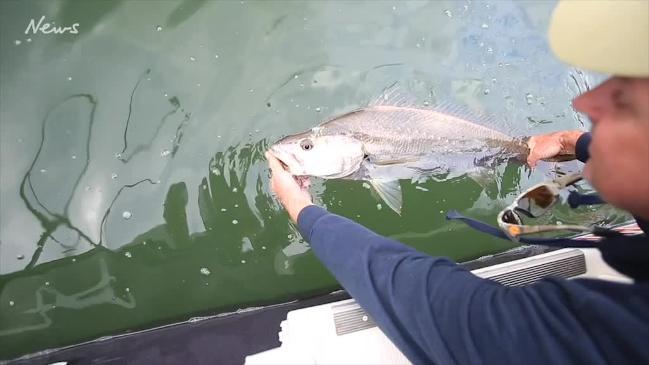 NSW Premier Gladys Berejiklian wants to ban fishing on a huge scale