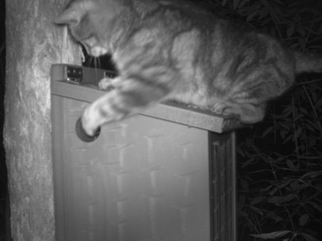 Feral cats caught attacking critically endangered Leadbeater possums in breeding boxes by University of Melbourne researcher