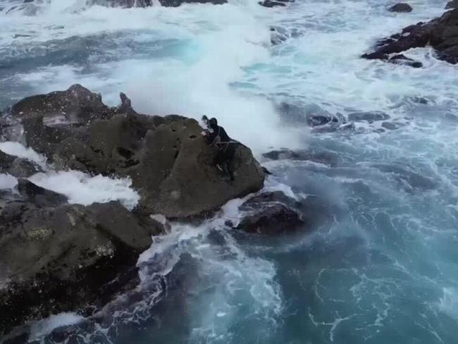 Spain's favorite festive barnacle threatened by climate change