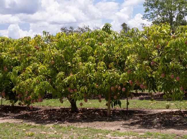 Mangoes NT: Overseas workforce set to come to farmers’ rescue | NT News