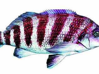 The banded morwong is being used as a barometer to gauge increases in ocean temperatures.