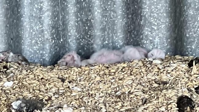 The baby owlets were tiny at first. Picture: Katelyn Boughen